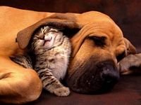 pic for Cat and Dog
